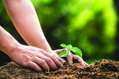 Kelkay Horticultural Silver Sand Handy Pack - image 6